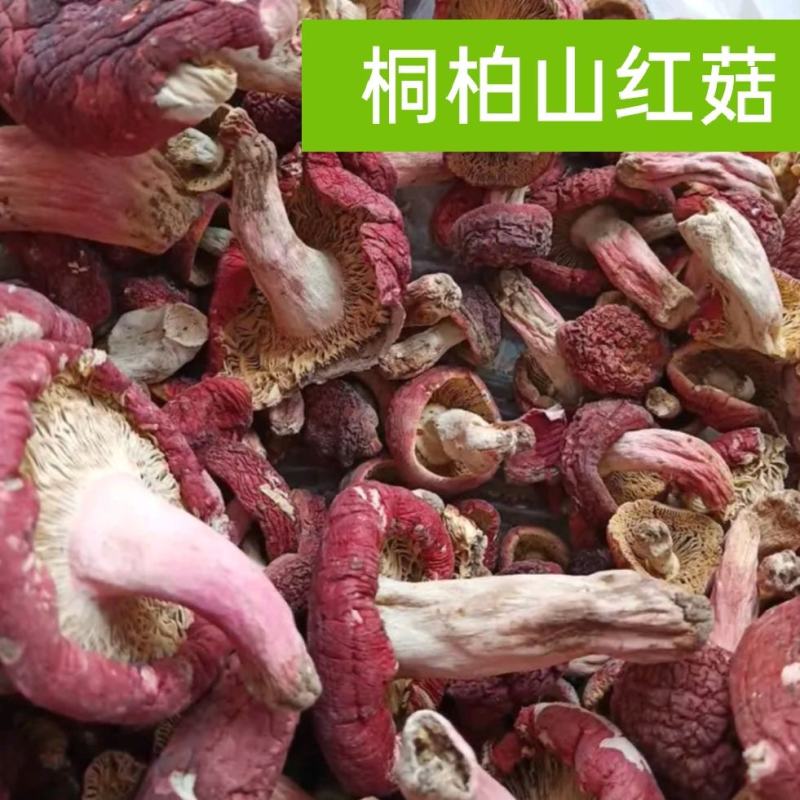 桐柏山野生红菇，手选货，精品货，统货，都有，满足客户需求