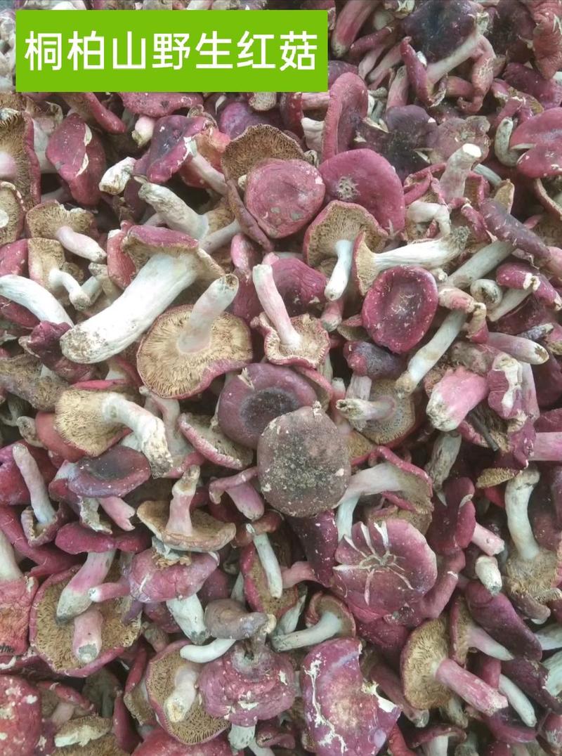 桐柏山野生红菇，手选货，精品货，统货，都有，满足客户需求