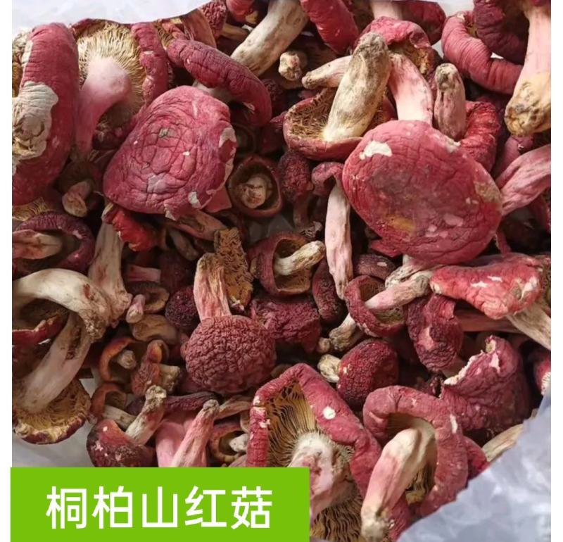 桐柏山野生红菇，手选货，精品货，统货，都有，满足客户需求
