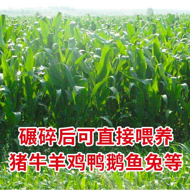 大力士甜高粱种子百战大卡百战美国进口饲用甜高粱高产牧草籽