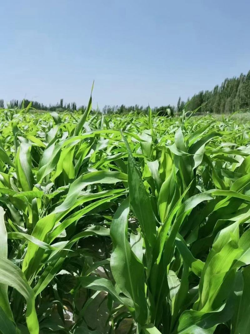 大力士甜高粱种子百战大卡百战美国进口饲用甜高粱高产牧草籽