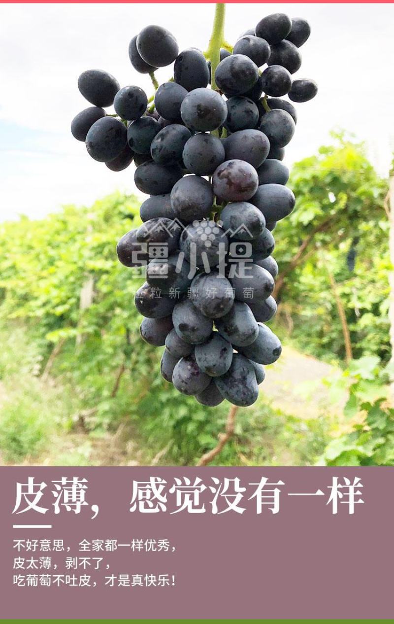 2025年吐鲁番葡萄鲜果上市，新鲜好吃一件代发包邮