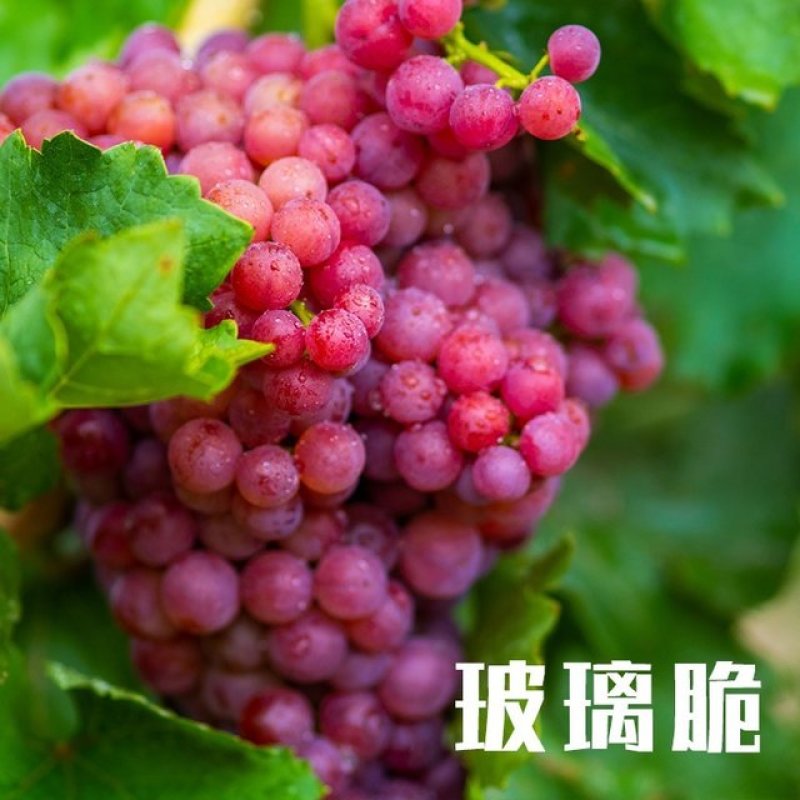 2025年吐鲁番葡萄鲜果上市，新鲜好吃一件代发包邮