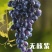 2025年吐鲁番葡萄鲜果上市，新鲜好吃一件代发包邮