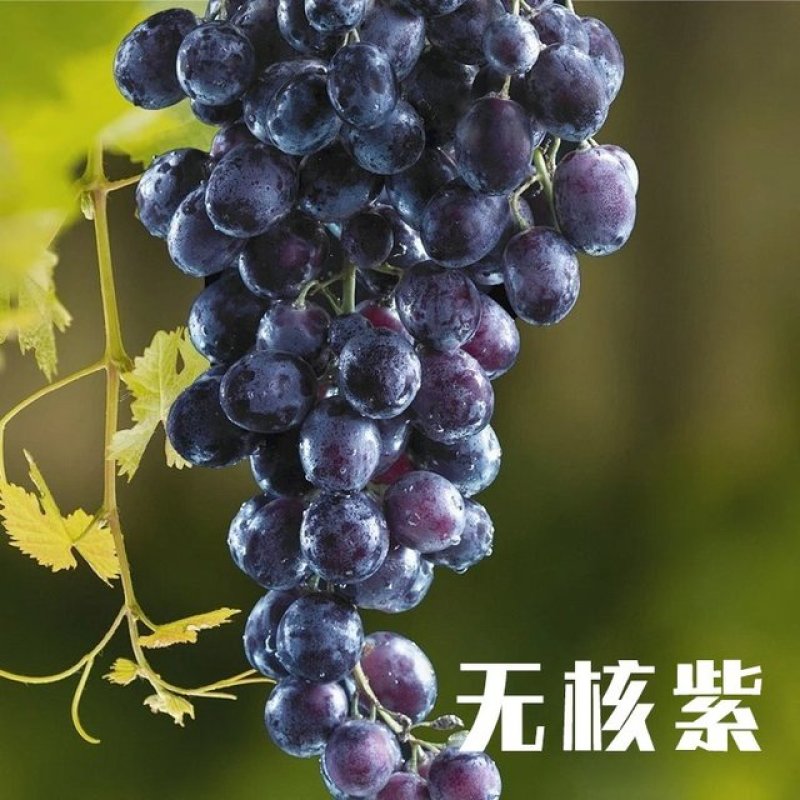 2025年吐鲁番葡萄鲜果上市，新鲜好吃一件代发包邮