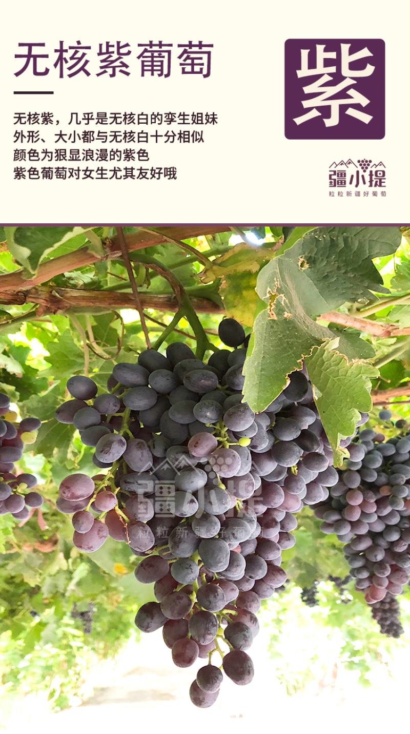 2025年吐鲁番葡萄鲜果上市，新鲜好吃一件代发包邮
