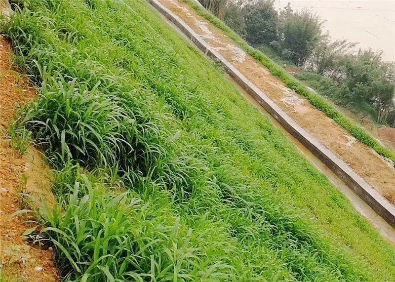 宽叶雀稗种子国产百喜草种籽宽叶草护坡绿化草种畜禽牛羊鱼兔