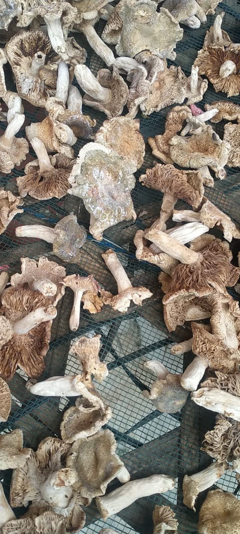 桐柏山野生青菌，都是一个个，采回来的，晾晒！