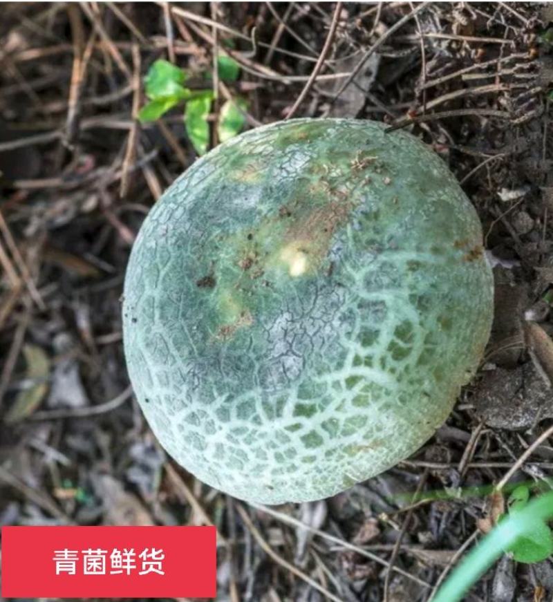 桐柏山野生青菌，都是一个个，采回来的，晾晒！
