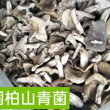 桐柏山野生青菌，都是一个个，采回来的，晾晒！