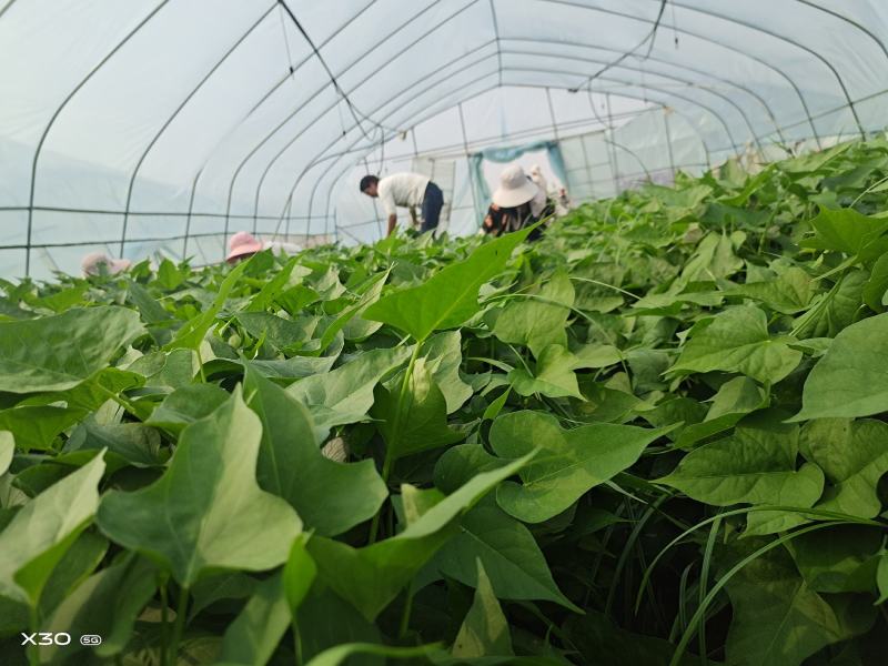 紫薯苗，紫罗兰苗，徐紫8号，沙糖紫薯，大基地，质量有保证