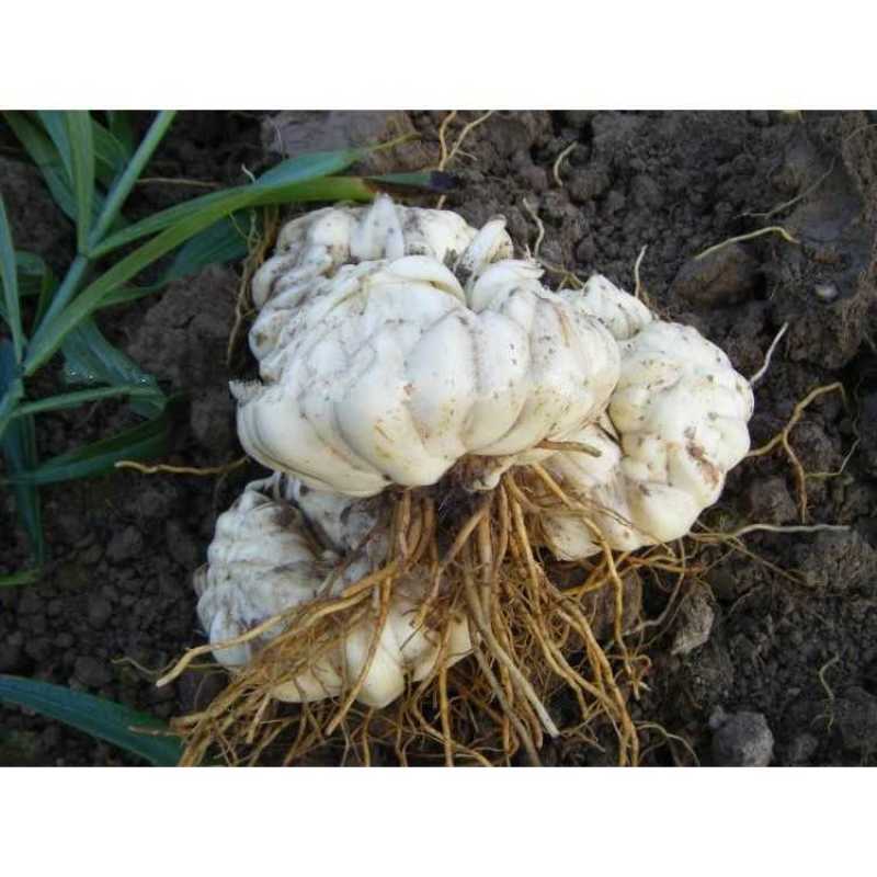 百合食用新鲜龙牙百合不苦种植户特级靓货批发二代发片种
