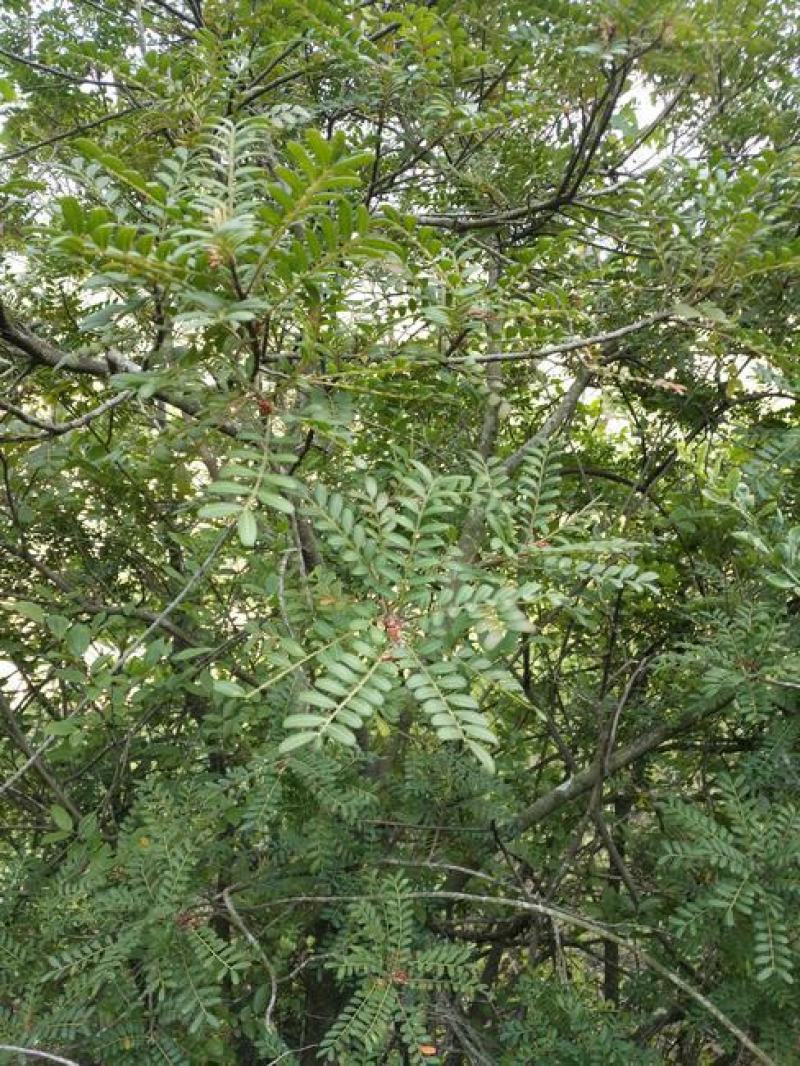 新采清香木种子现采青香木种籽冷库储存清香木树驱蚊香草提神