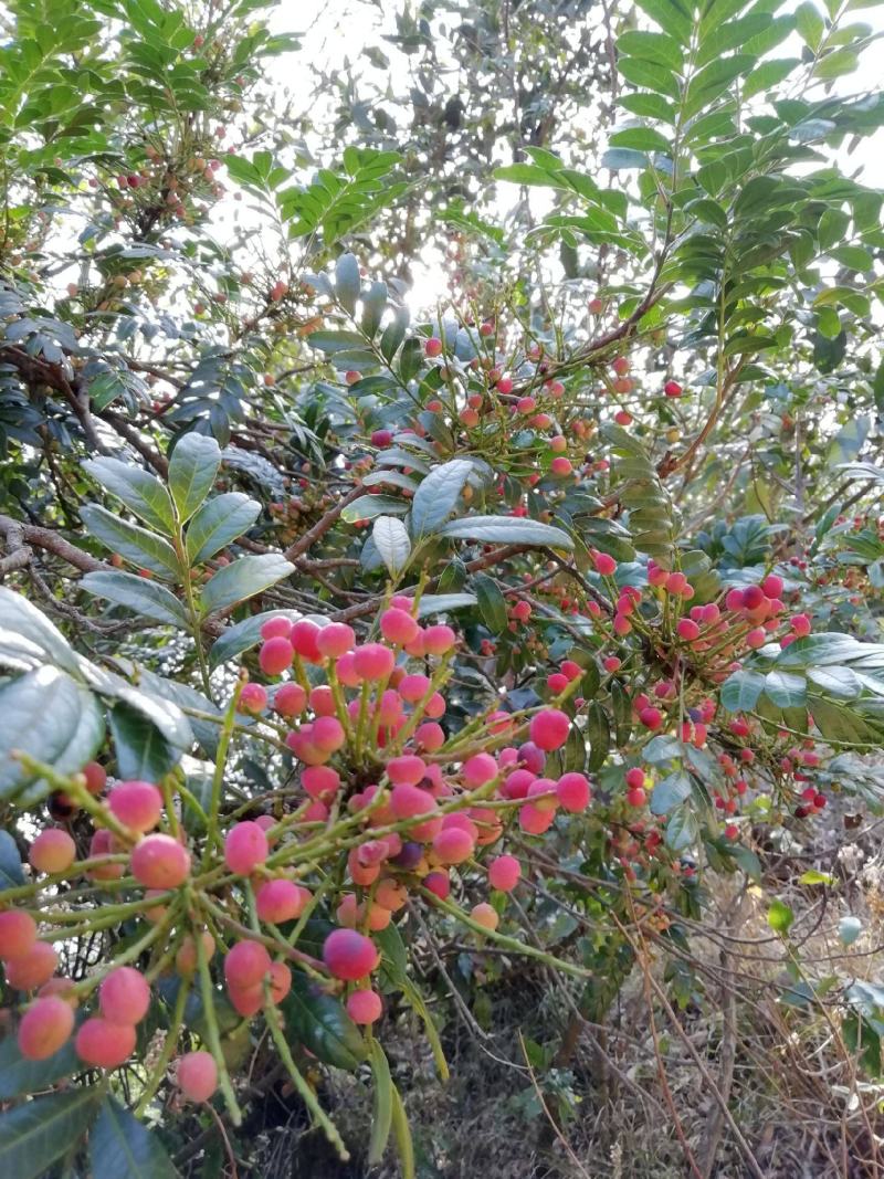 新采清香木种子现采青香木种籽冷库储存清香木树驱蚊香草提神