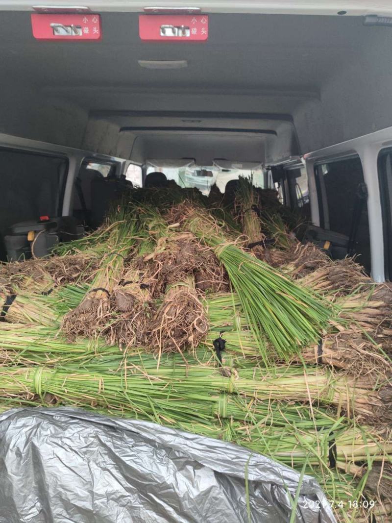 小香蒲基地自产自销小香蒲量大从优欢迎咨询