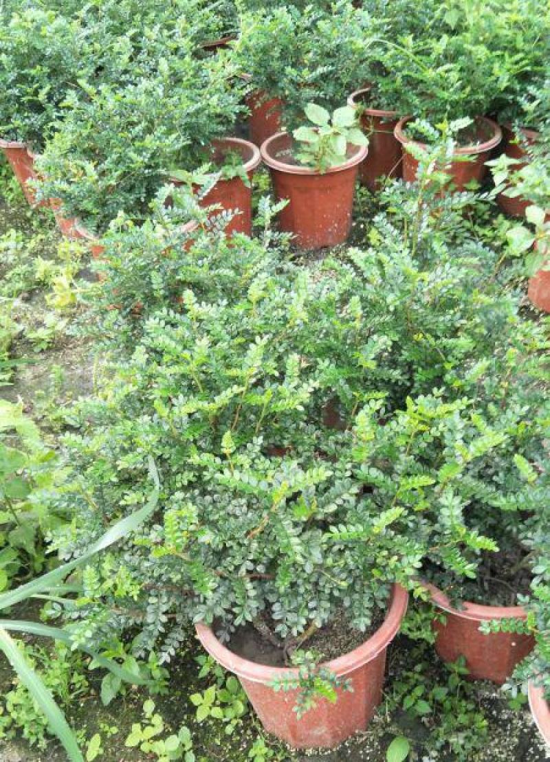 清香木树苗盆景耐寒云南清香木室内驱蚊虫草植物四季常青绿植