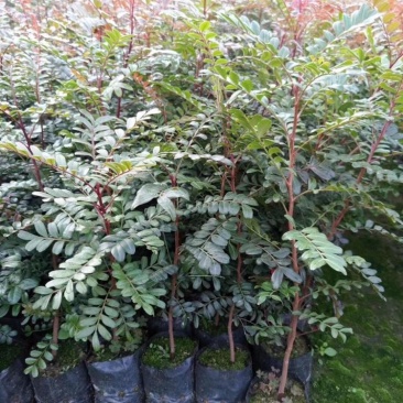 清香木树苗盆景耐寒云南清香木室内驱蚊虫草植物四季常青绿植
