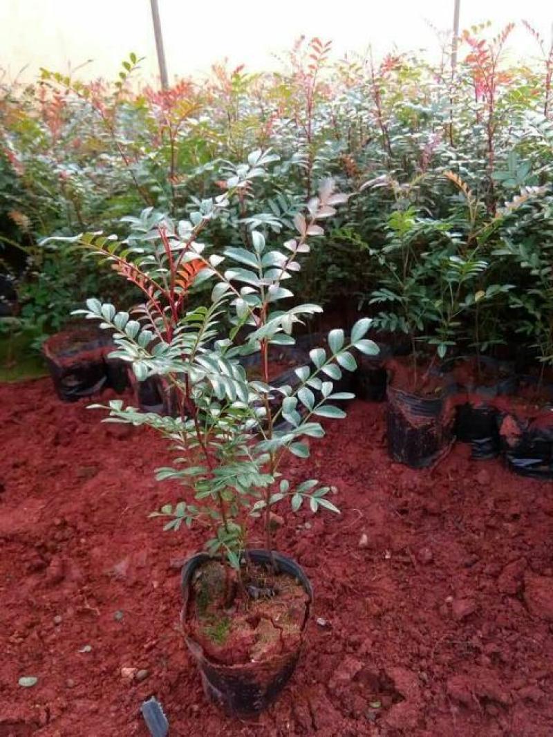 清香木树苗盆景耐寒云南清香木室内驱蚊虫草植物四季常青绿植