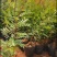 清香木树苗盆景耐寒云南清香木室内驱蚊虫草植物四季常青绿植