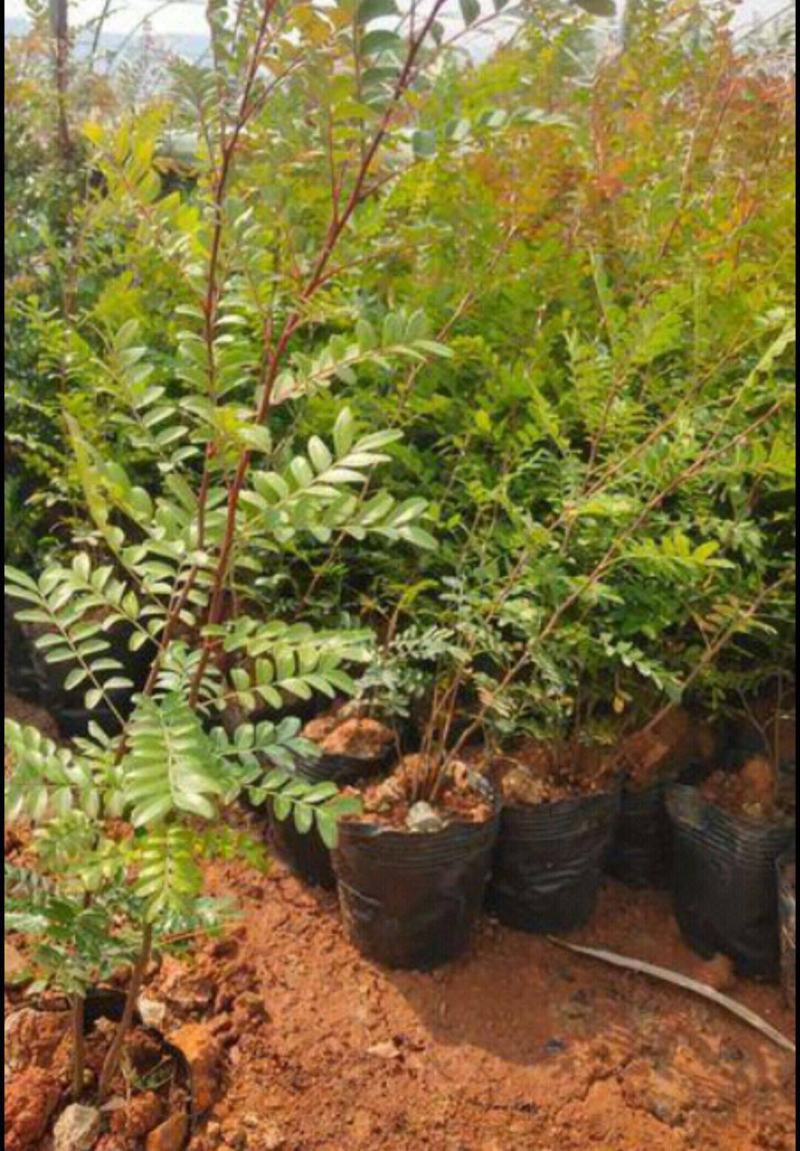 清香木树苗盆景耐寒云南清香木室内驱蚊虫草植物四季常青绿植