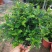 清香木树苗盆景耐寒云南清香木室内驱蚊虫草植物四季常青绿植
