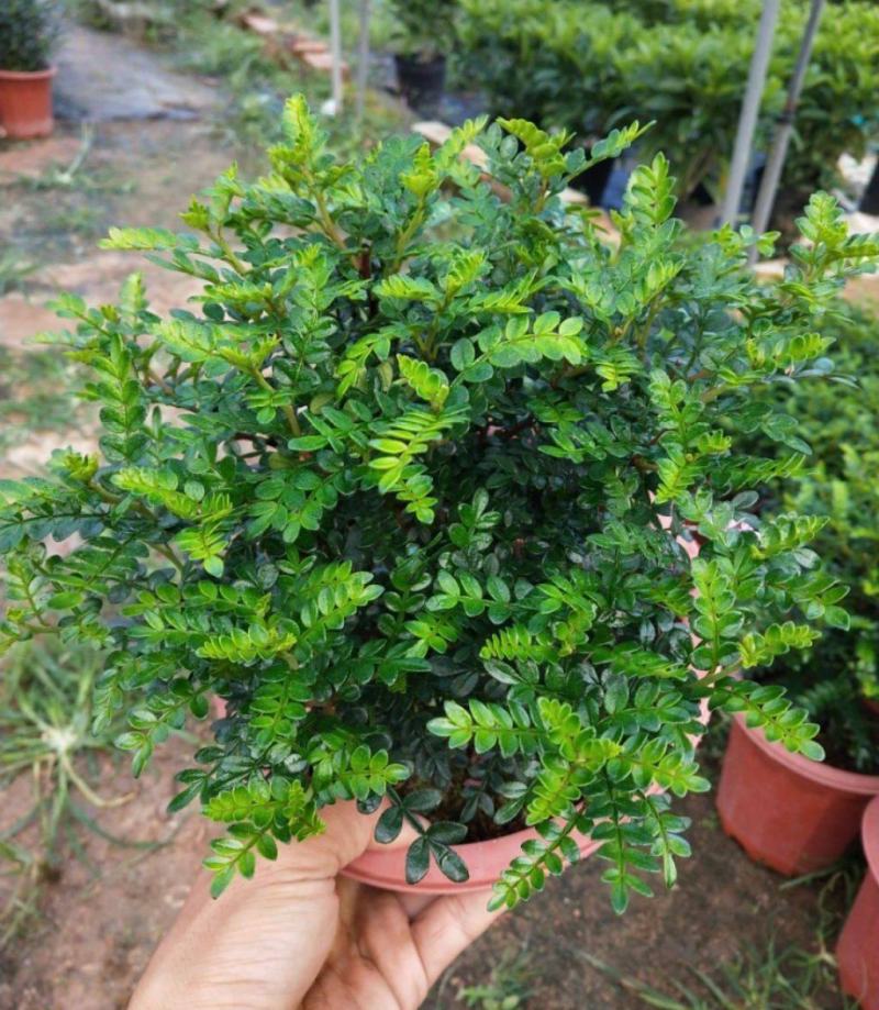 清香木树苗盆景耐寒云南清香木室内驱蚊虫草植物四季常青绿植