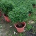 清香木树苗盆景耐寒云南清香木室内驱蚊虫草植物四季常青绿植
