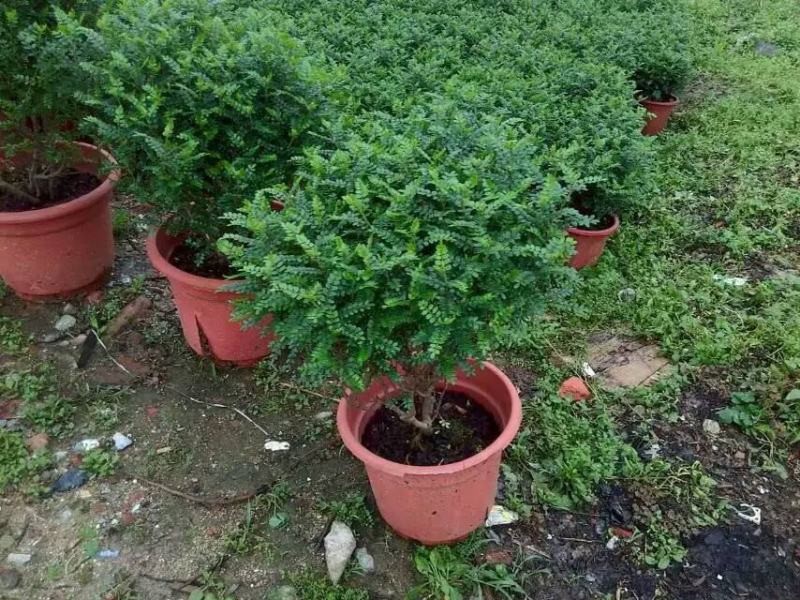 清香木树苗盆景耐寒云南清香木室内驱蚊虫草植物四季常青绿植