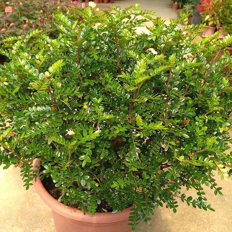 清香木树苗盆景耐寒云南清香木室内驱蚊虫草植物四季常青绿植