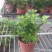 清香木树苗盆景耐寒云南清香木室内驱蚊虫草植物四季常青绿植