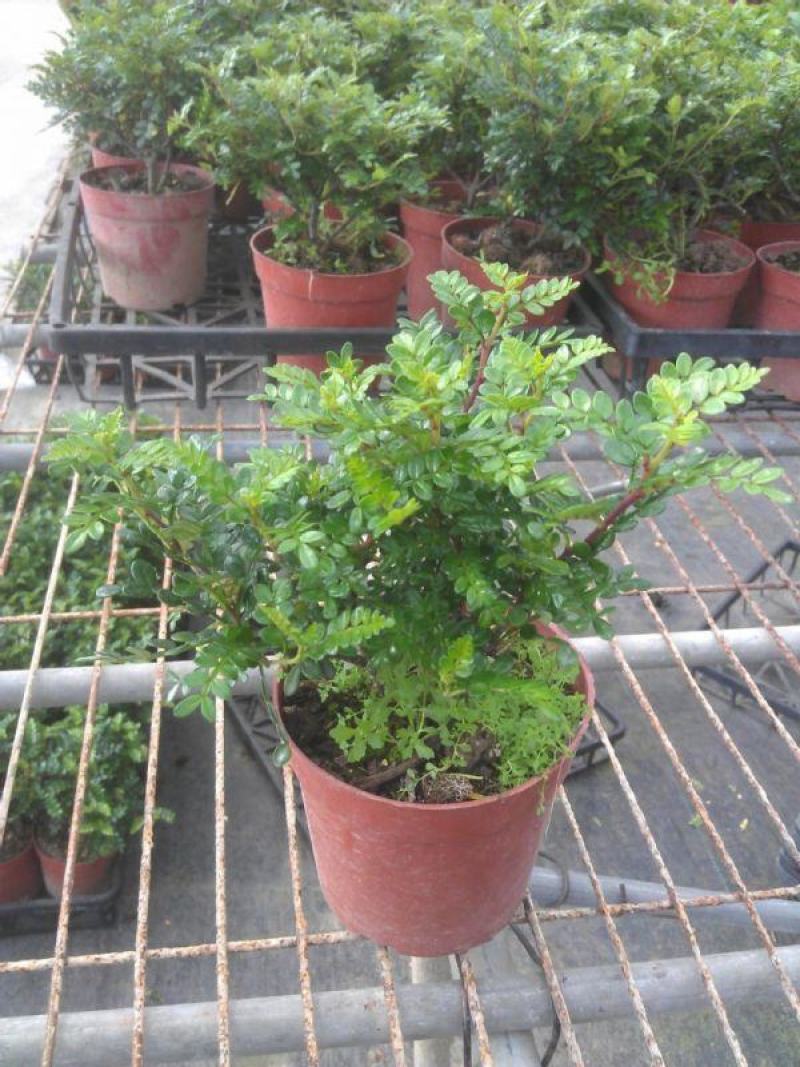 清香木树苗盆景耐寒云南清香木室内驱蚊虫草植物四季常青绿植