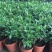 清香木树苗盆景耐寒云南清香木室内驱蚊虫草植物四季常青绿植