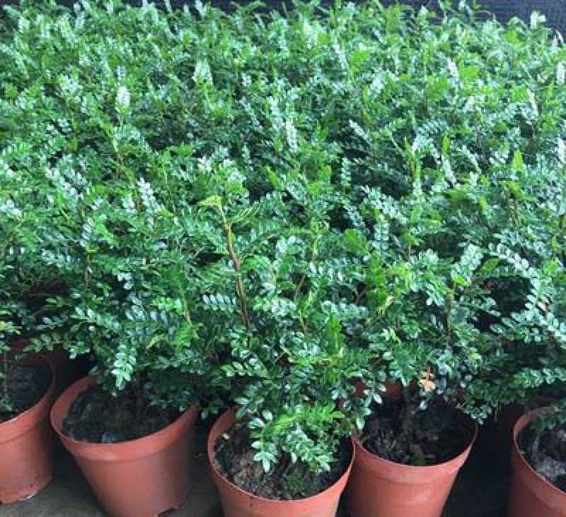 清香木树苗盆景耐寒云南清香木室内驱蚊虫草植物四季常青绿植