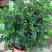 清香木树苗盆景耐寒云南清香木室内驱蚊虫草植物四季常青绿植