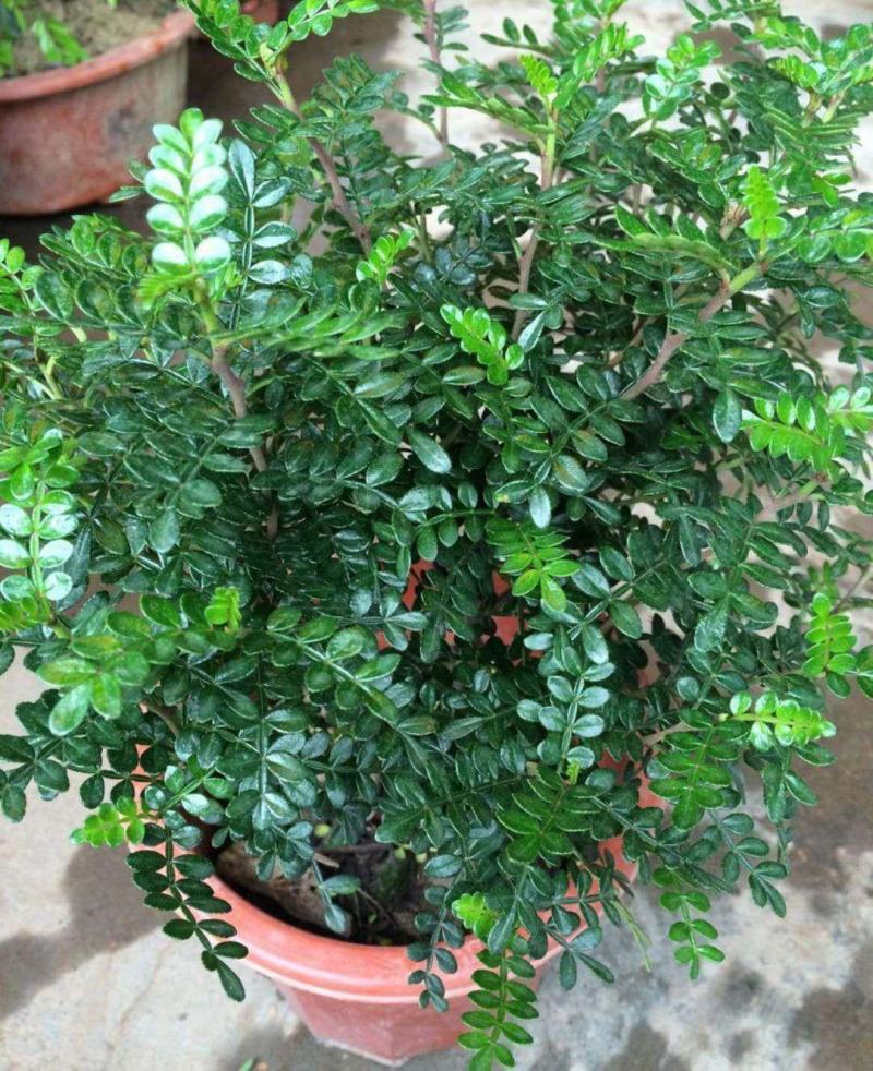 清香木树苗盆景耐寒云南清香木室内驱蚊虫草植物四季常青绿植
