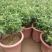 清香木树苗盆景耐寒云南清香木室内驱蚊虫草植物四季常青绿植