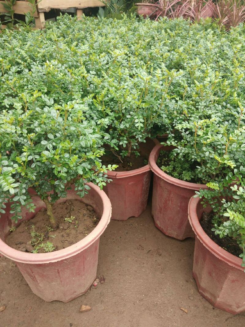 清香木树苗盆景耐寒云南清香木室内驱蚊虫草植物四季常青绿植