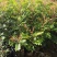 清香木树苗盆景耐寒云南清香木室内驱蚊虫草植物四季常青绿植