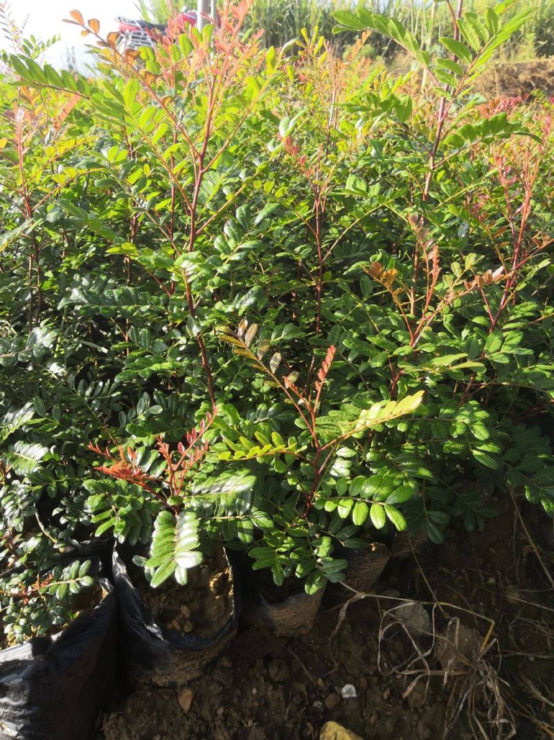 清香木树苗盆景耐寒云南清香木室内驱蚊虫草植物四季常青绿植