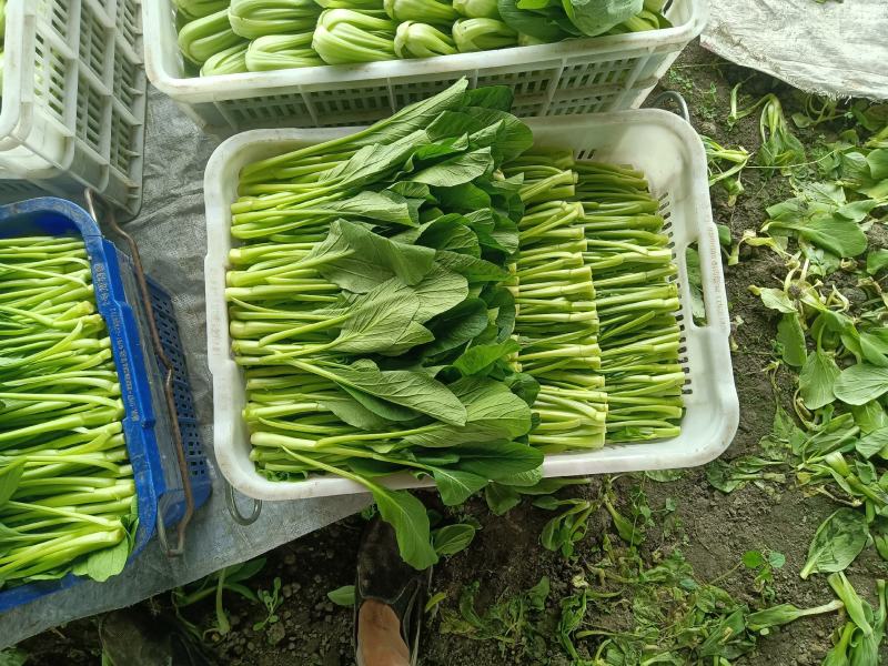 菜心
