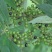 毕澄茄种子澄茄子山苍子大木姜子木香子油用香精荜澄茄山鸡椒
