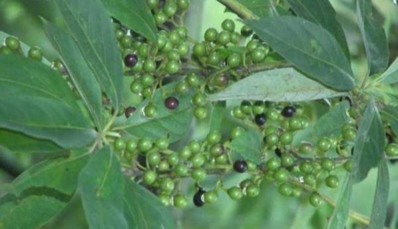 毕澄茄种子澄茄子山苍子大木姜子木香子油用香精荜澄茄山鸡椒