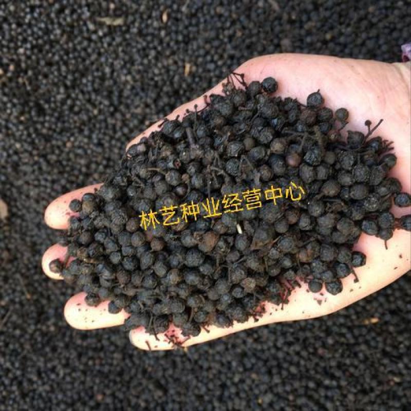 毕澄茄种子澄茄子山苍子大木姜子木香子油用香精荜澄茄山鸡椒