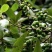 毕澄茄种子澄茄子山苍子大木姜子木香子油用香精荜澄茄山鸡椒