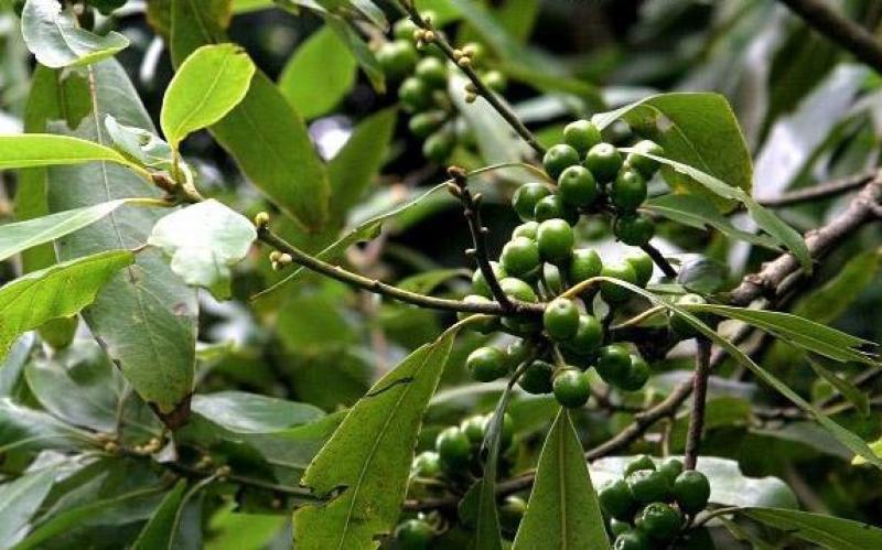毕澄茄种子澄茄子山苍子大木姜子木香子油用香精荜澄茄山鸡椒