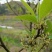 毕澄茄种子澄茄子山苍子大木姜子木香子油用香精荜澄茄山鸡椒