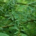 毕澄茄种子澄茄子山苍子大木姜子木香子油用香精荜澄茄山鸡椒