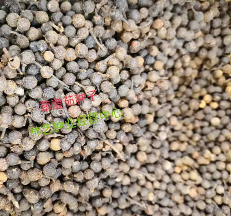 毕澄茄种子澄茄子山苍子大木姜子木香子油用香精荜澄茄山鸡椒