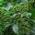 毕澄茄种子澄茄子山苍子大木姜子木香子油用香精荜澄茄山鸡椒