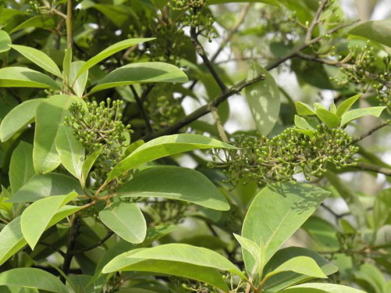 毕澄茄种子澄茄子山苍子大木姜子木香子油用香精荜澄茄山鸡椒